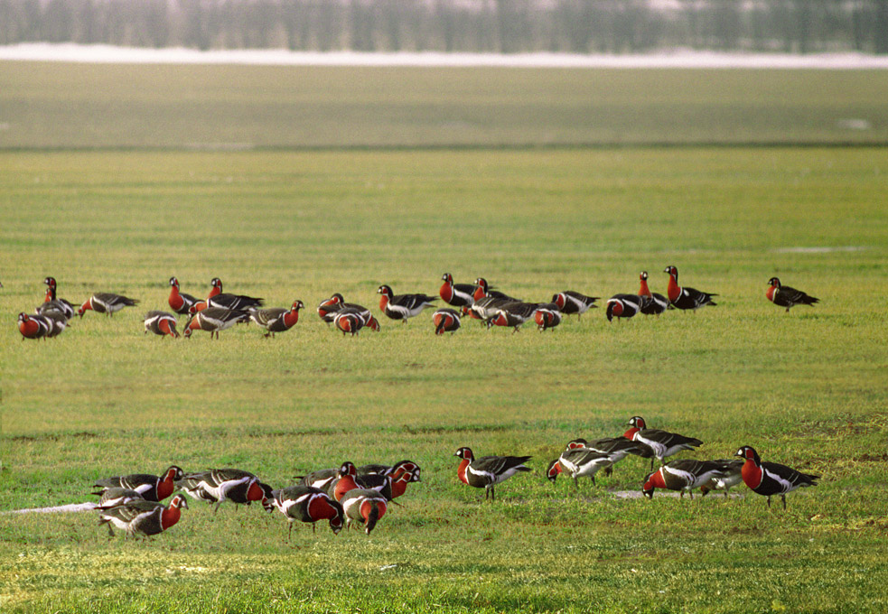 Winterliche Vogelbeobachtungstour in Bulgarien